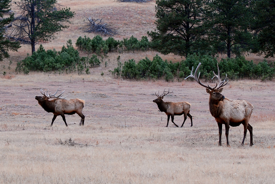 Three bull elk standing on a prairie covered with brown grass. Behind them is a hill with bright green trees, some waist high others full grown. The elk on the left has its nose up and appears to be bugling. Three bull elk standing on a prairie covered with brown grass. Behind them is a hill with bright green trees, some waist high others full grown. The elk on the left has its nose up and appears to be bugling.