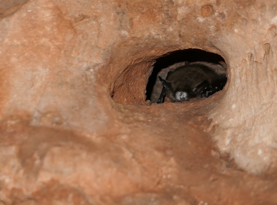 Brown cave wall with a bat back in a small hole. The bat appears to have a while patch in the area of its nose.