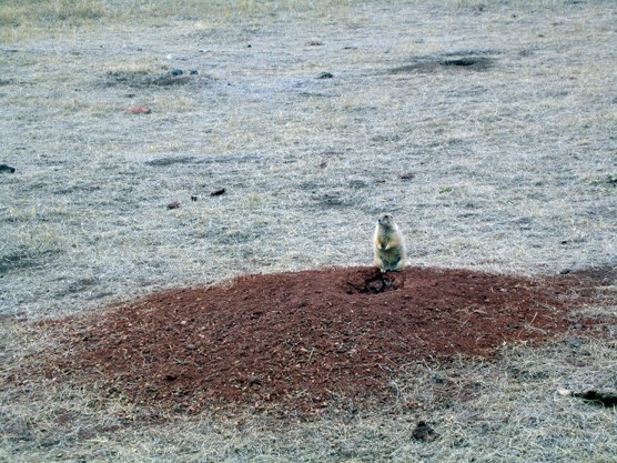 A black-tailed prairie dog sits on a burrow in Wind Cave National Park.