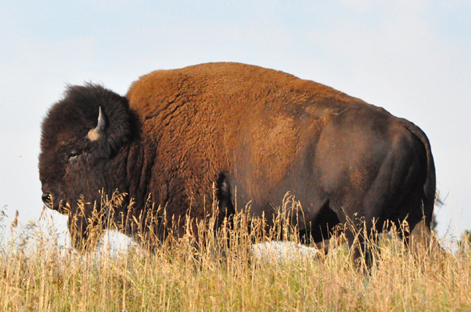 Large bull bison standing in grass.