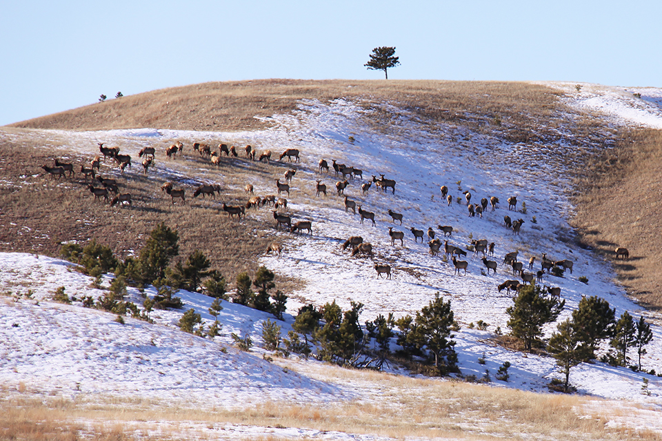 Elk herd on a prairie hillside. There is some snow on the ground, along with some trees toward the bottom of the photo.
