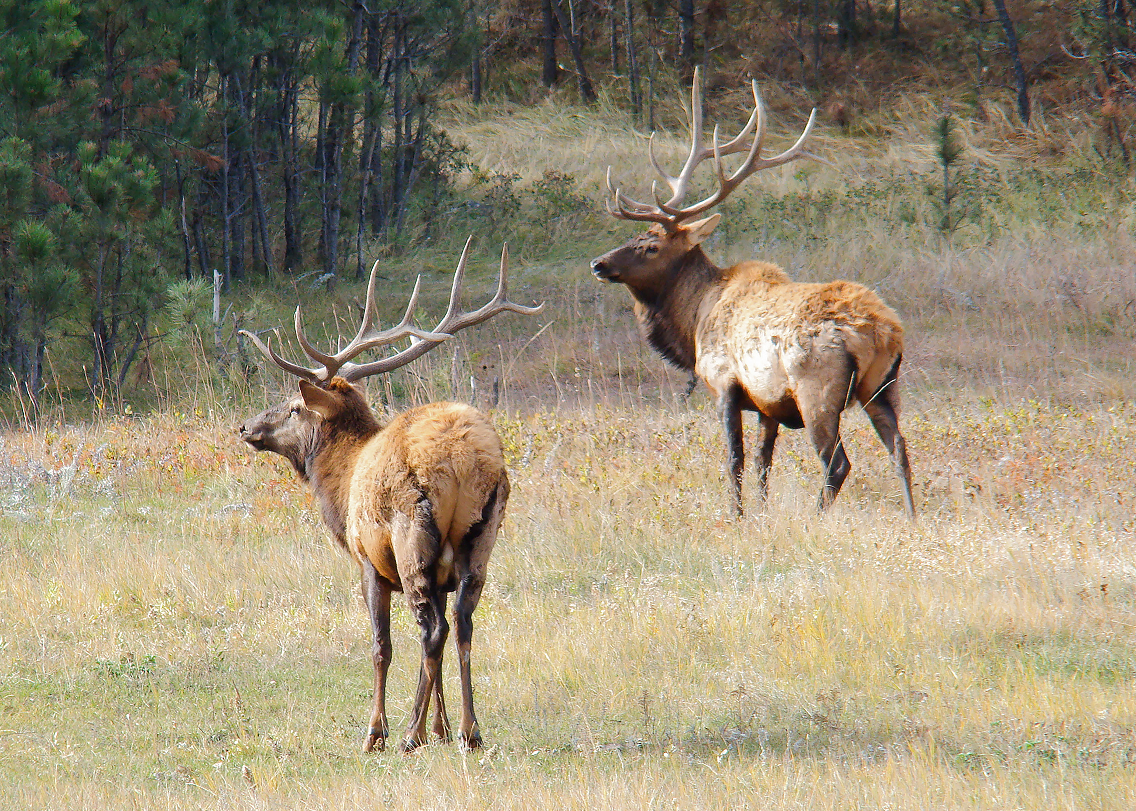 Two bull elk with large antlers stand in a grassy meadow near the edge of a forest. One elk faces away, while the other looks to the side. There are scattered trees in the background.