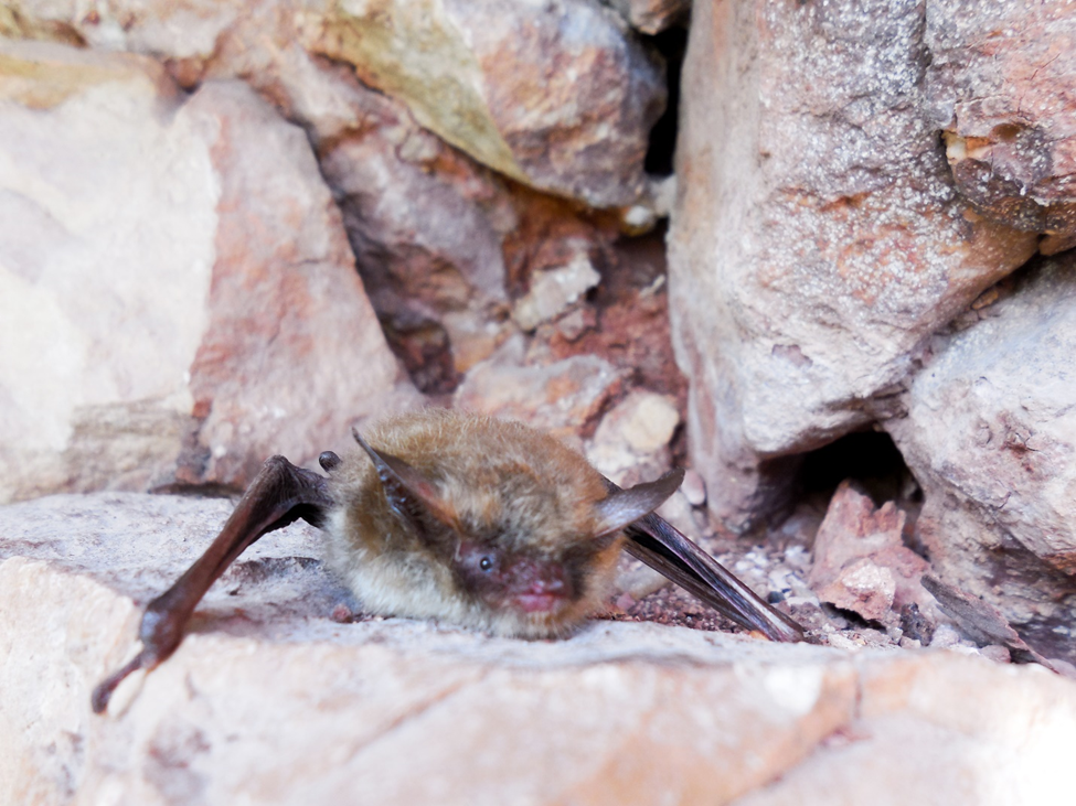 A small brown bat on a rock ledge facing the photographer.