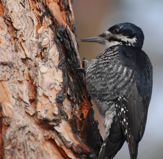 black backed woodpecker close