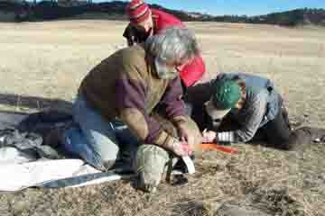Biologists testing deer for chronic wasting disease in Wind Cave National Park.
