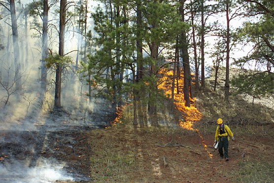 A firefighter uses a drip torch to ignite grasses in Wind Cave National Park during the Red Valley prescribed fire in 2004.