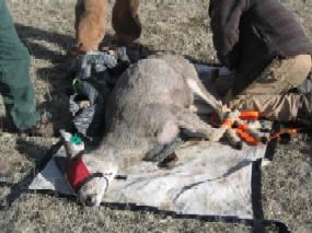 Captured deer being prepared for testing for chronic wasting disease in Wind Cave National Park. Captured deer being prepared for testing for chronic wasting disease in Wind Cave National Park.
