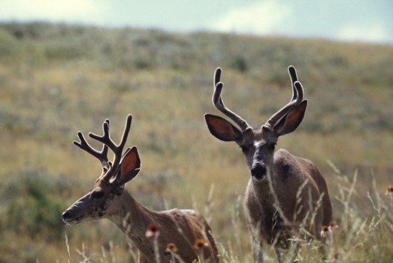 Two mule deer bucks with growing antlers covered in velvet in Wind Cave National Park.