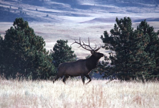 A bull elk in Wind Cave National Park.