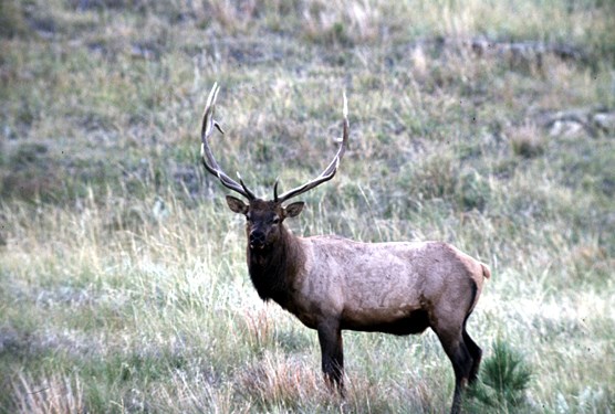 A bull elk standing on a hillside in Wind Cave National Park.