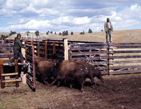 Bison Roundup Bison Roundup