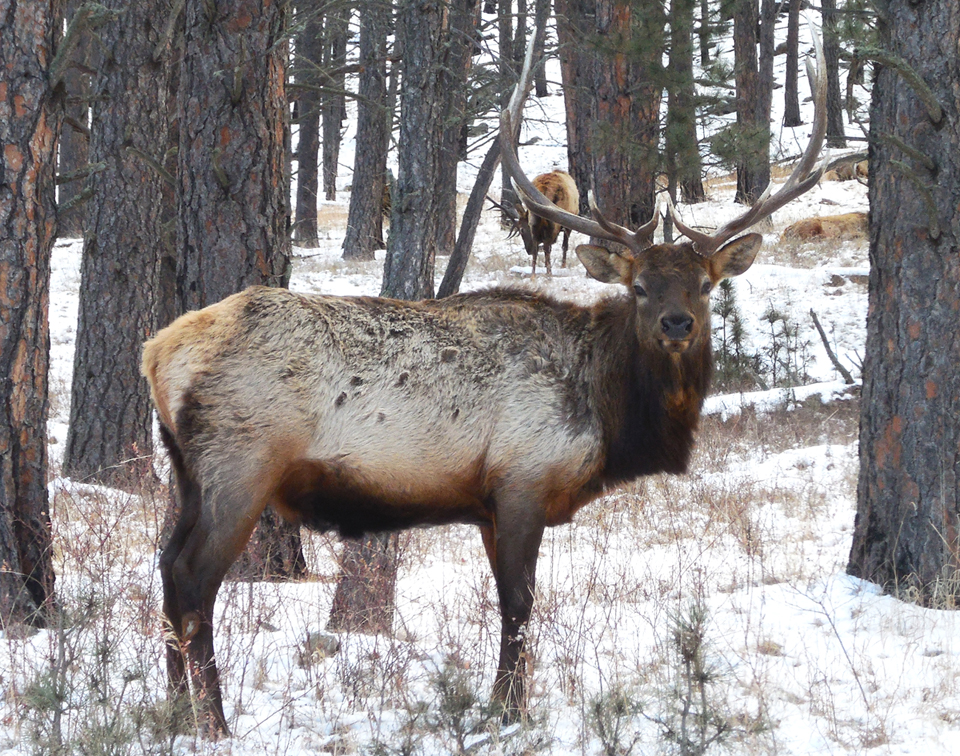 Elk bull standing among trees with snow on the ground.