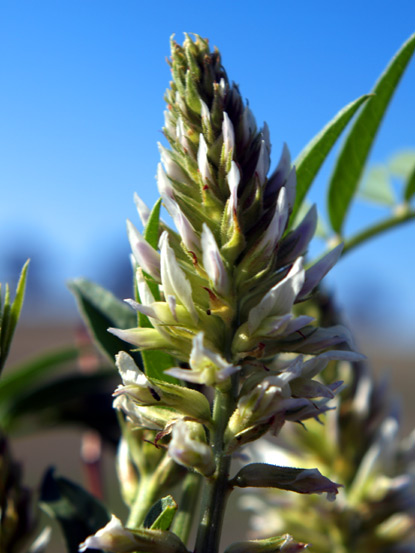 American Licorice, Wild Licorice - Glycyrrhiza lepidota