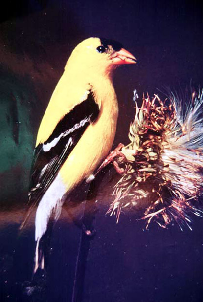 American Goldfinch - Carduelis tristis