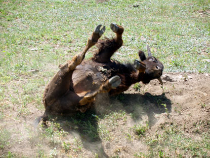Bison Wallow Sequence #3