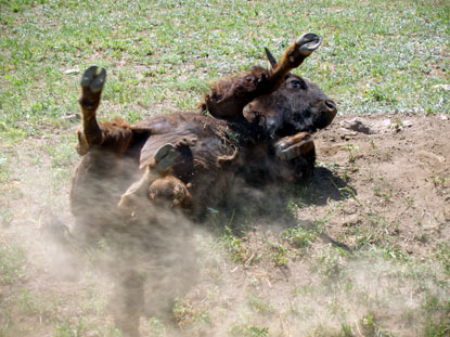 Bison Wallow Sequence #4