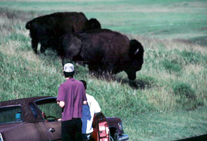 Watching bison