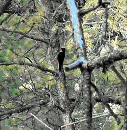Black-Backed Woodpecker- Picoides arcticus