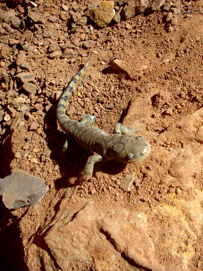 Blotched Tiger Salamander - Ambystoma tigrinum