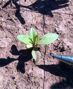 Brickellia eupatorioides (Kuhnia eupatorioides) - False Boneset