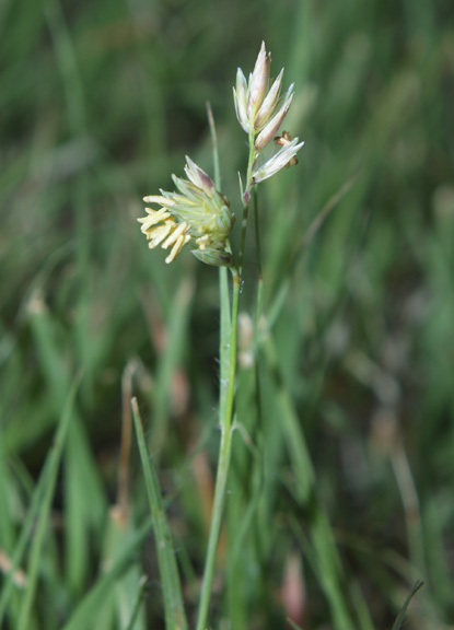 Buffalograss - Ruchloe dactyloides