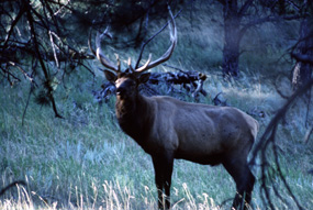 Bull Elk, Cervus elephus