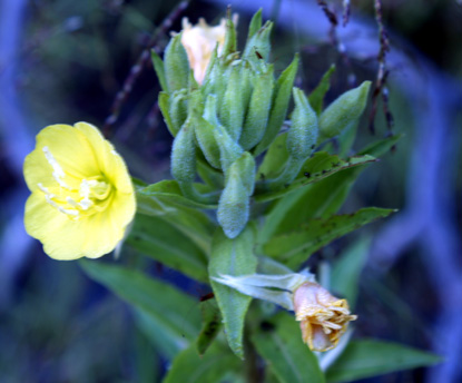 Common Evening Primrose - Oenothera villosa