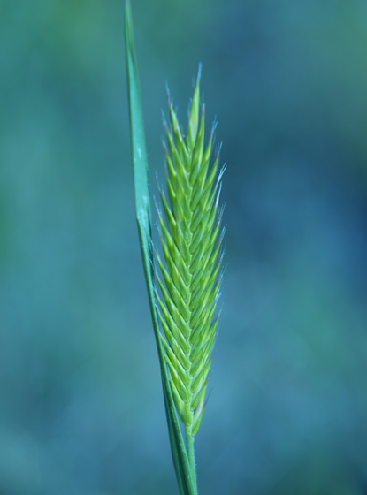 Crested wheatgrass Natures wonder grass (not canabis suprisingly)
