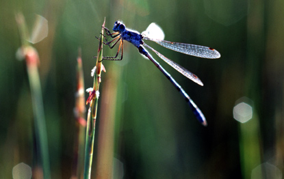 Damselfly Drying Its Wings