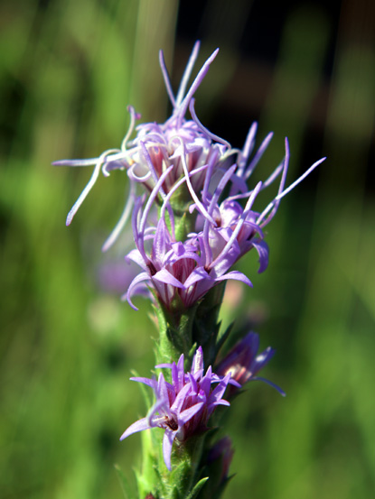 Dotted Gayfeather - Liatris punctata