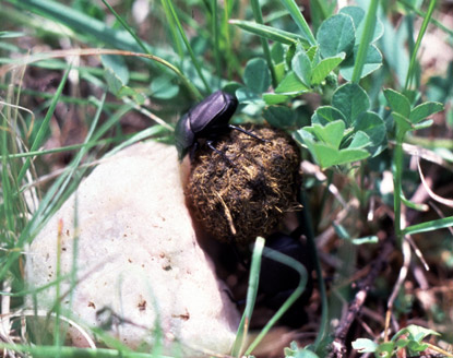 Dung Beetle - Beetle Family Scarabaeidae