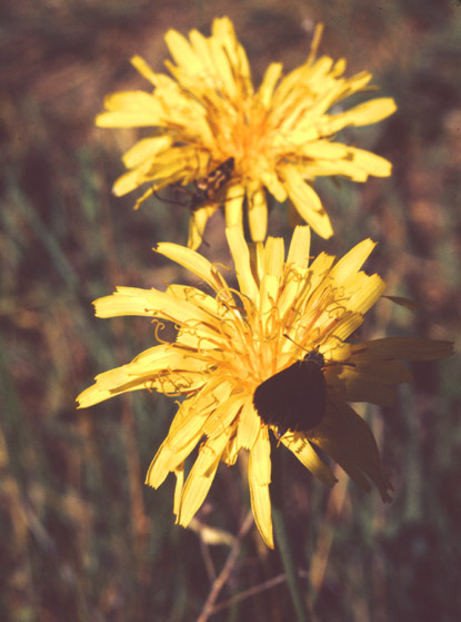 False Dandelion, Mountain Dendelion, Pale Agoseris - Agoseris glauca