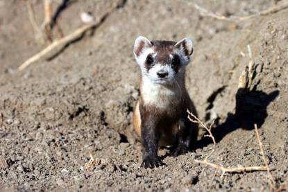Black-footed Ferret - Mustela nigripes