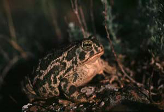 Great Plains Toad - Bufo cognatus