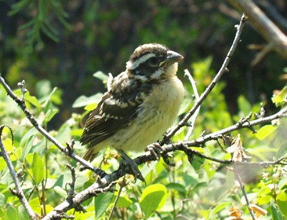 Juvenile Black-headed Grosbeak - Pheucticus melanocephalus