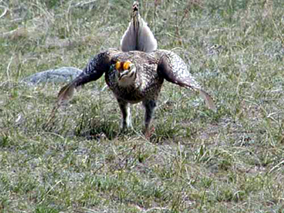Sharp-tailed Grouse - Pedioecetes phasianellus