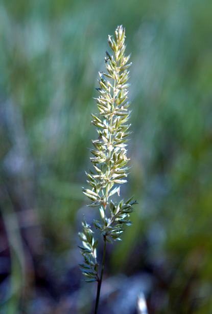 Junegrass - Koeleria macrantha, K. cristata, K. gracilis, K. pyramidata