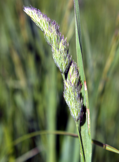 Marsh Muhly, Green Muhly - Muhlenbergia racemosa
