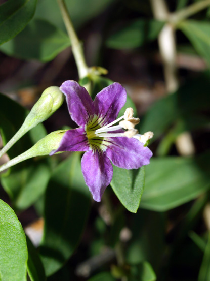 Matrimony Vine - Lycium barbarum L.