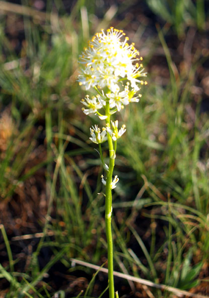Meadow Deathcamas, Grassy Deathcamas - Zigadenus venenosus