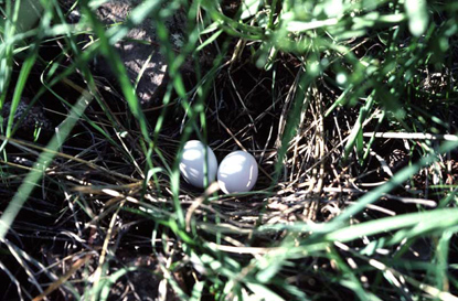 Mourning Dove Nest - Zenaida macroura