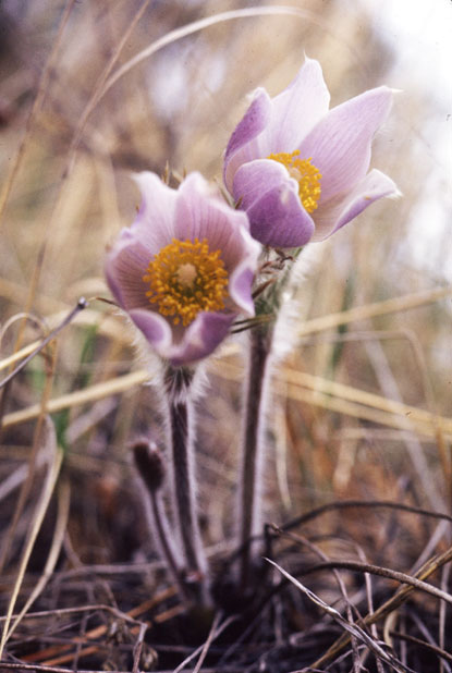 Pasqueflower, Prairie Crocus, -Anemone patens, A. nuttalliana, Pulsatilla patens