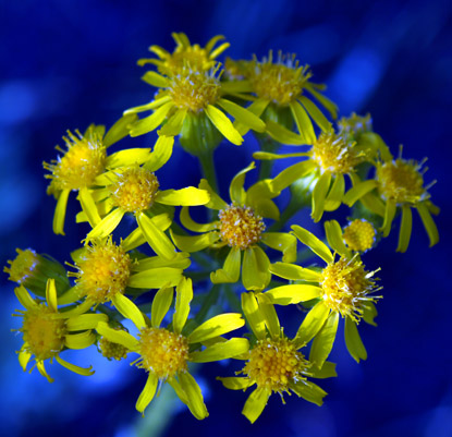 Prairie Groundsel - Senecio plattensis