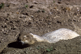 Blacktail Prairie Dog digging a burrow