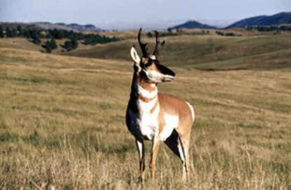Pronghorn Antelope - Antilocpra americana