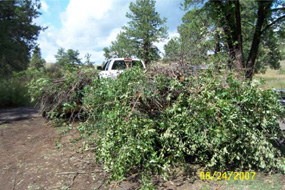European Buckthorn Control