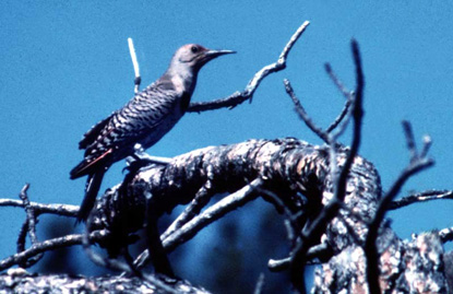 Northern Flicker (Red-shafted Flicker) - Colaptes auratus