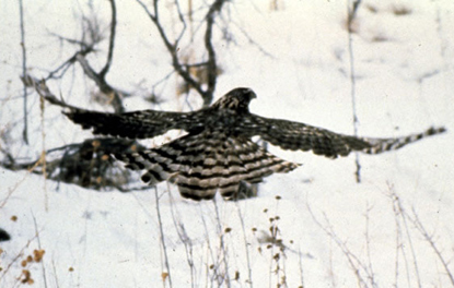 Red-Tailed Hawk - Buteo jamaicensis