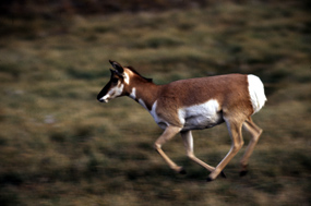 Running Pronghorn