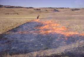 Setting a Prescribed Fire Setting a Prescribed Fire